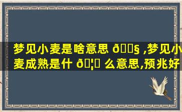 梦见小麦是啥意思 🐧 ,梦见小麦成熟是什 🦁 么意思,预兆好吗